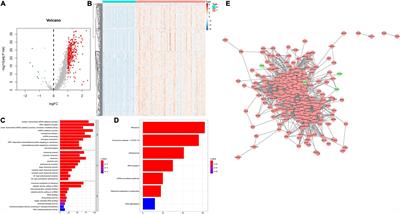 Systematic Analysis Identifies a Specific RNA-Binding Protein-Related Gene Model for Prognostication and Risk-Adjustment in HBV-Related Hepatocellular Carcinoma